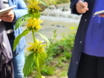 Goldnessel an Exkursion mit Natursprünglich entdeckt