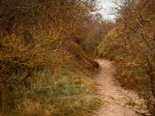 Wäldchen auf Juist - Wald an der Nordsee (11).jpg Wäldchen auf Juist