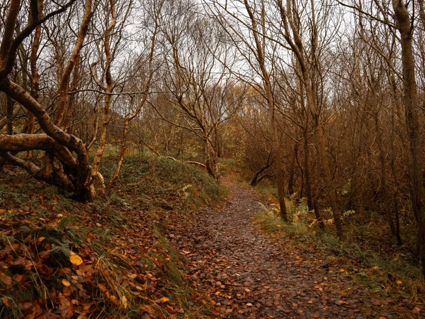 Wäldchen auf Juist - Wald an der Nordsee (16).jpg Wäldchen auf Juist