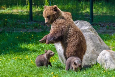 tierparkfest-auf-dem-hexentanzplatz-2026.JPG