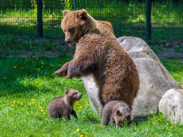 tierparkfest-auf-dem-hexentanzplatz-2026.JPG