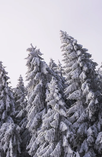 verschneite Baumspitzen auf dem Homberg
