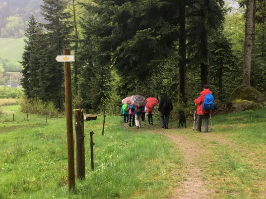 Wandergruppe mit Schirmen im Hintergrund Wald