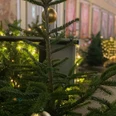 Bild_Weihnachtsbaum1812_small.jpg