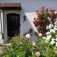Eingang Ferienwohnung "Numero 7" Eingangsbereich mit dunkler Tür, Rankrosen in Rot und Weiß sowie dichtem Blumenschmuck.