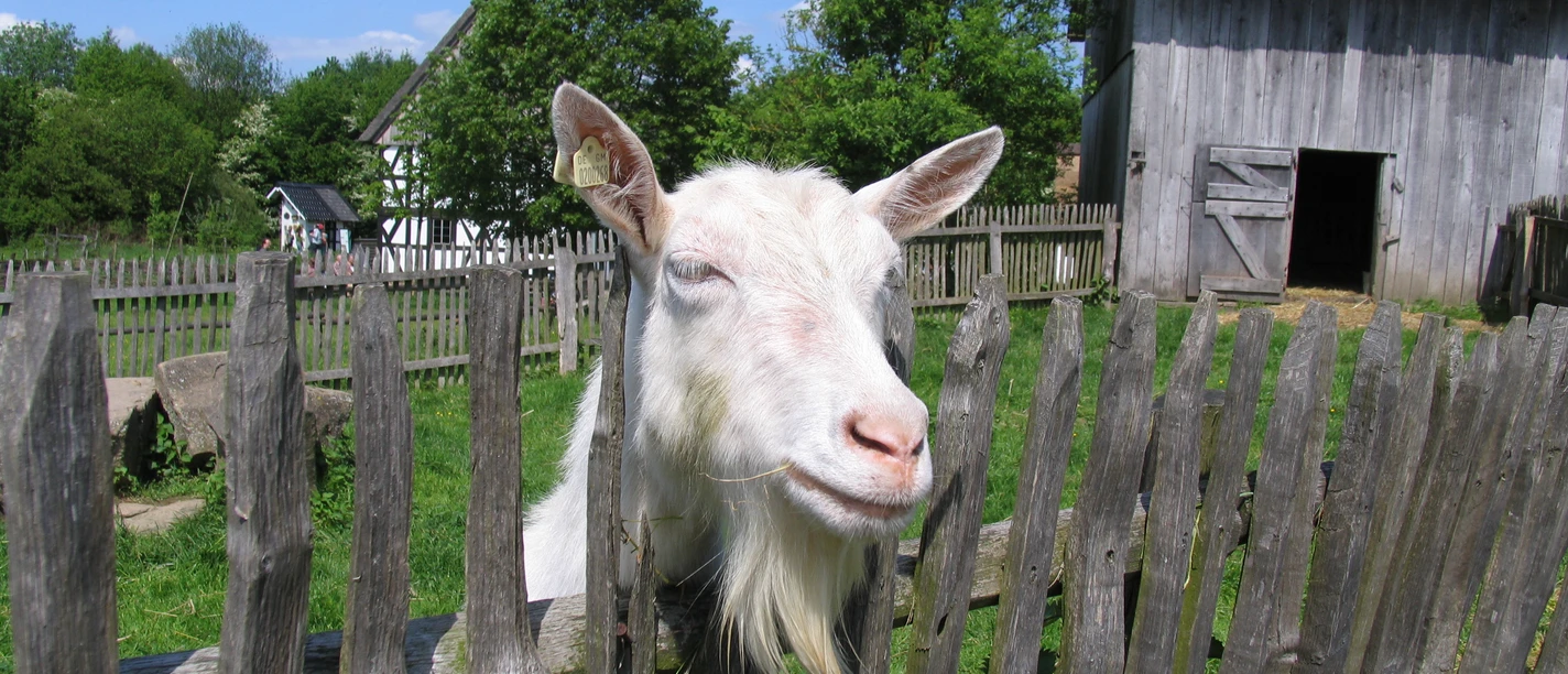 Freilichtmuseum Lindlar Weiße Ziege hinter einem alten Holzzaun vor historischen Fachwerk- und Scheunengebäuden.