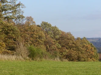 Landschaft Wald und Wiese. Blauer Himmel.