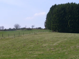 Landschaft Feld Wiese getrennt durch einen Zaun. Bäume im Hintergrund.