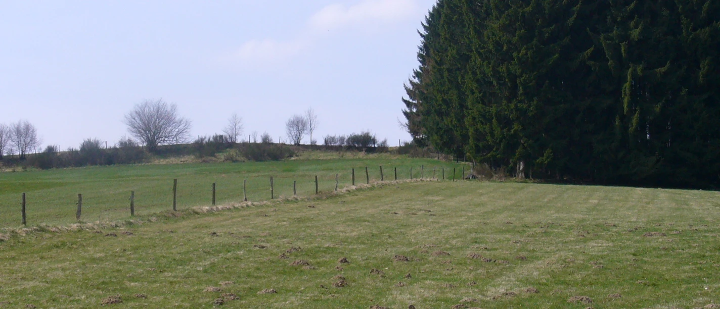 Landschaft Feld Wiese getrennt durch einen Zaun. Bäume im Hintergrund.