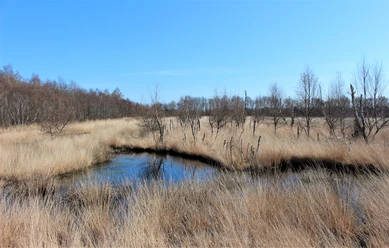 INP_WesuweerMoor_April_20_VerenaSchepers_10.JPG