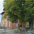 Café Schaffner Großer Baum mit Tischen vor rotem Haus. Gäste genießen Pausen im Freien.