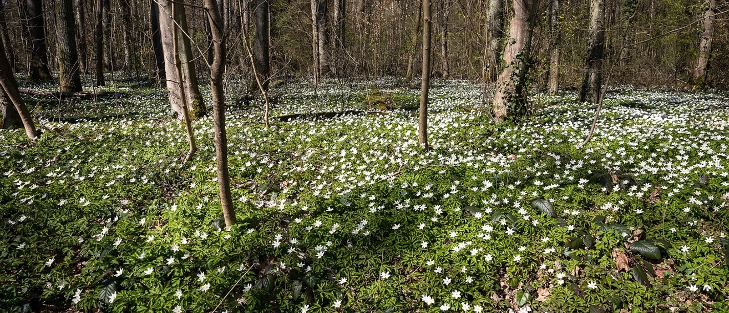 Frühblüher auf dem Osnabrücker Schölerberg.jpg