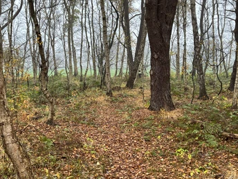 Im Moor mit Blickrichtung Büppel