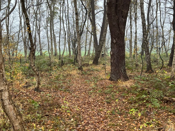 Im Moor mit Blickrichtung Büppel