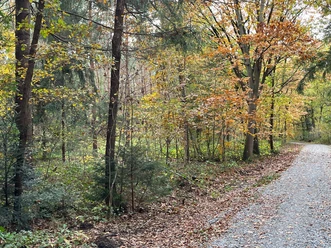 Vareler Wald