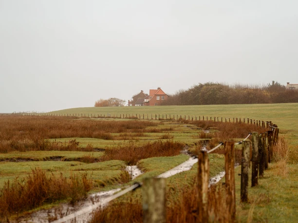 Salzwiesen auf Juist zwischen Insel und Watt - Weltnaturerbe Wattenmeer - Nordseeinsel (16).jpg Salzwiesen auf Juist