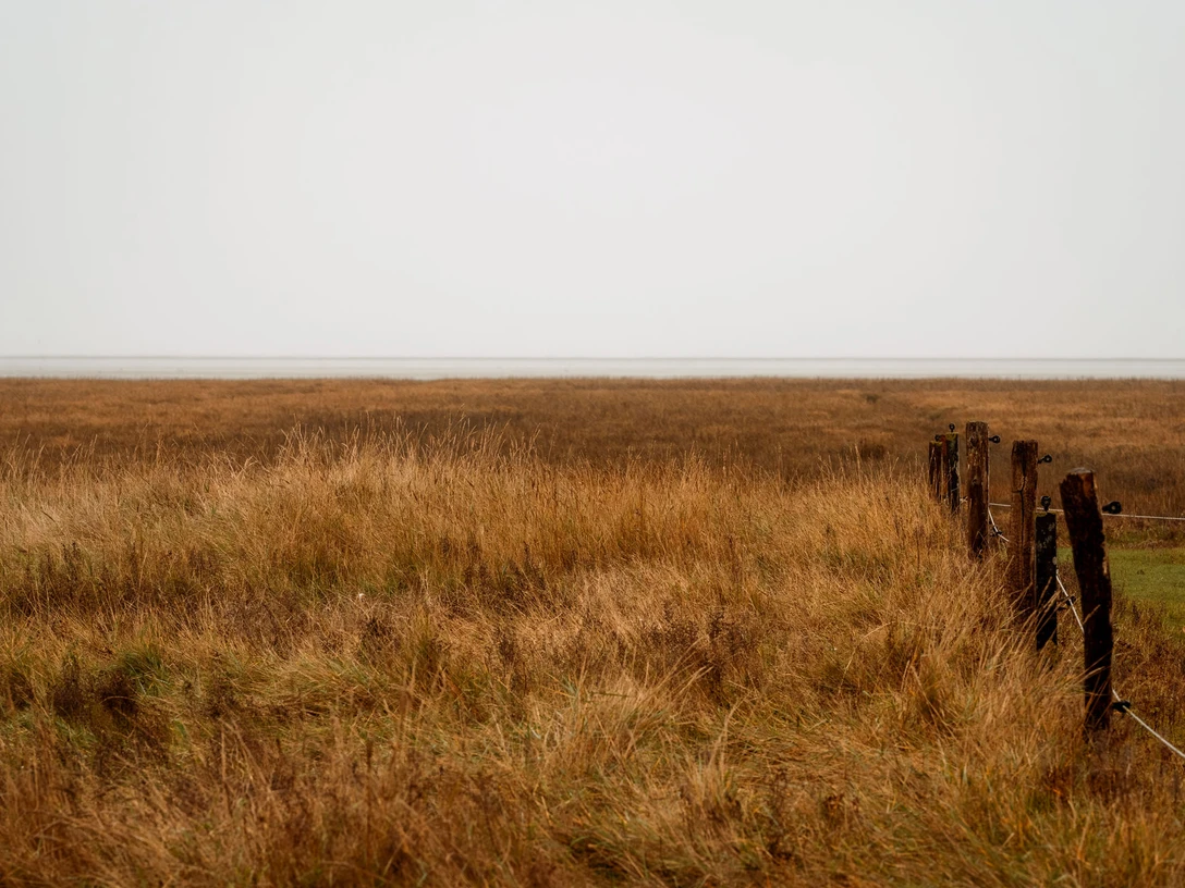 Salzwiesen auf Juist zwischen Insel und Watt - Weltnaturerbe Wattenmeer - Nordseeinsel (5).jpg Salzwiesen auf Juist