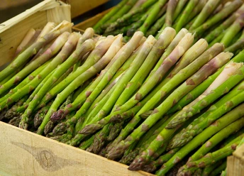 Asparagus | sample image Spargel | Beispielbild
