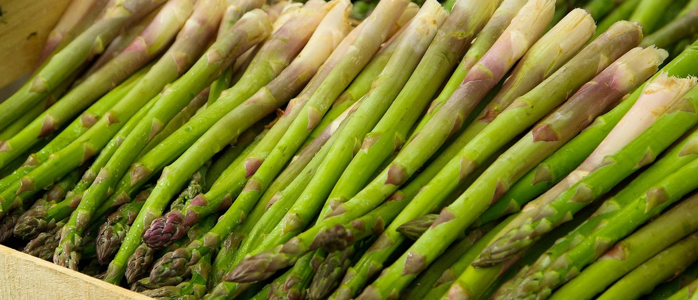 Asparagus | sample image Spargel | Beispielbild