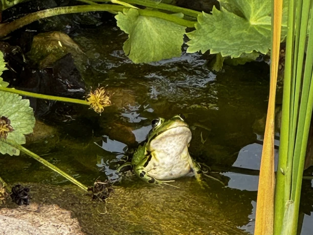 Quak.JPG Frosch im Teich