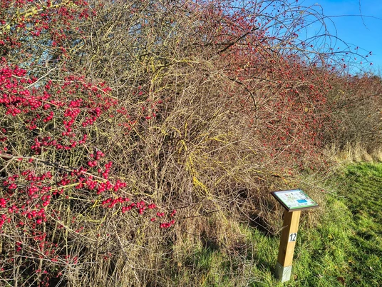 3.jpg Roterbeerenstrauch