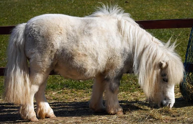 Pony | Beispielbild