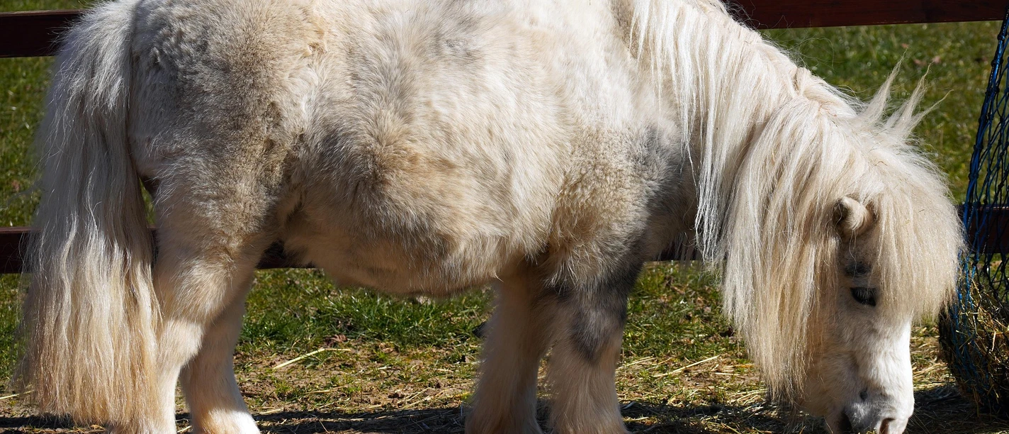 Pony | Beispielbild