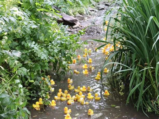 Entenrennen im Bachlauf im Willinger Kurgarten Entenrennen im Bachlauf im Willinger Kurgarten