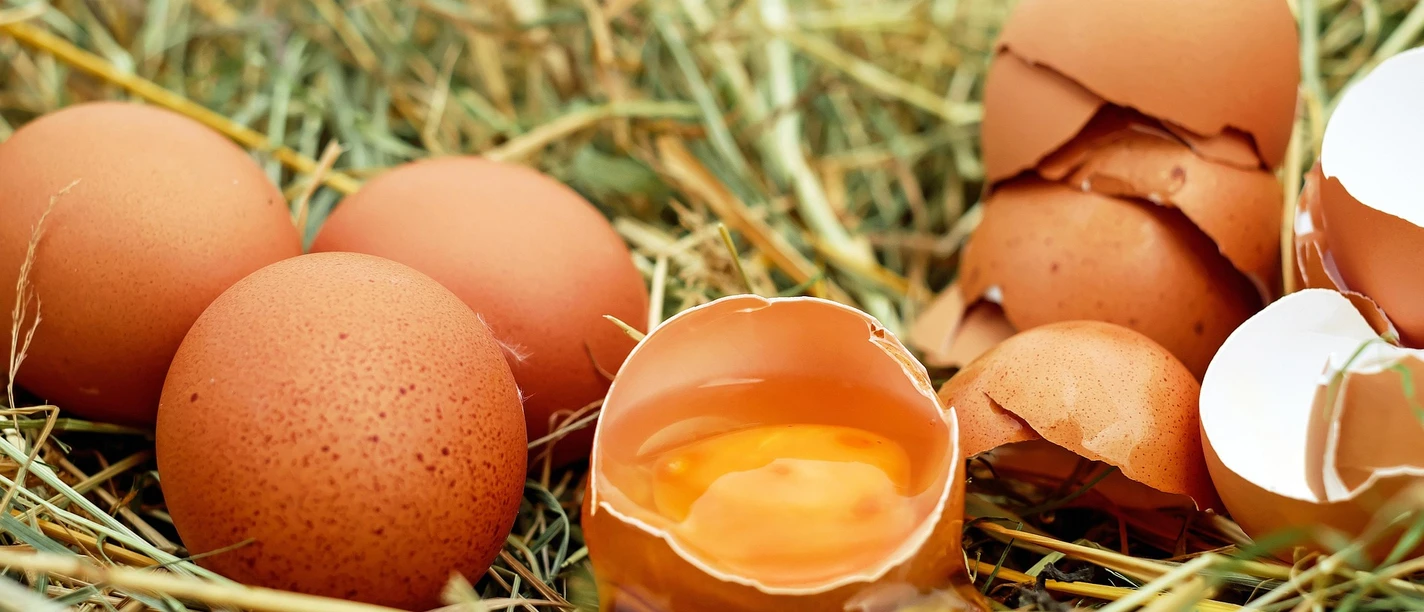 Eier | Beispielbild Eier | Beispielbild