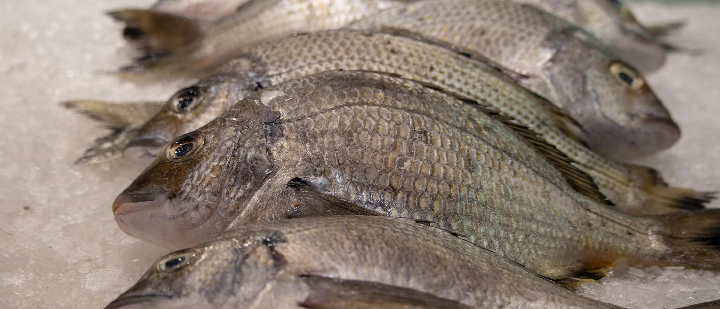 Fischverkauf | Beispielbild Fischverkauf | Beispielbild