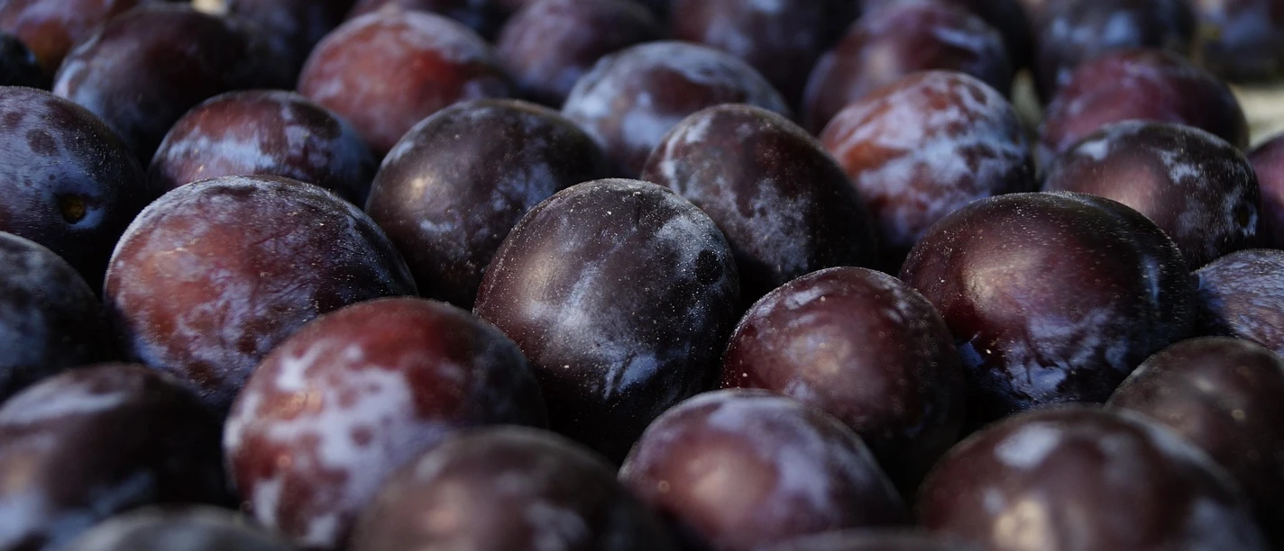 Plums | sample image Pflaumen | Beispielbild