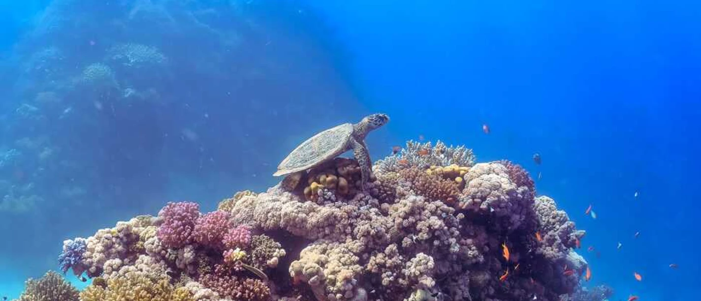Ozeane Meeresschildkröte gleitet über farbenprächtiges Korallenriff im klaren blauen Ozeanlicht.