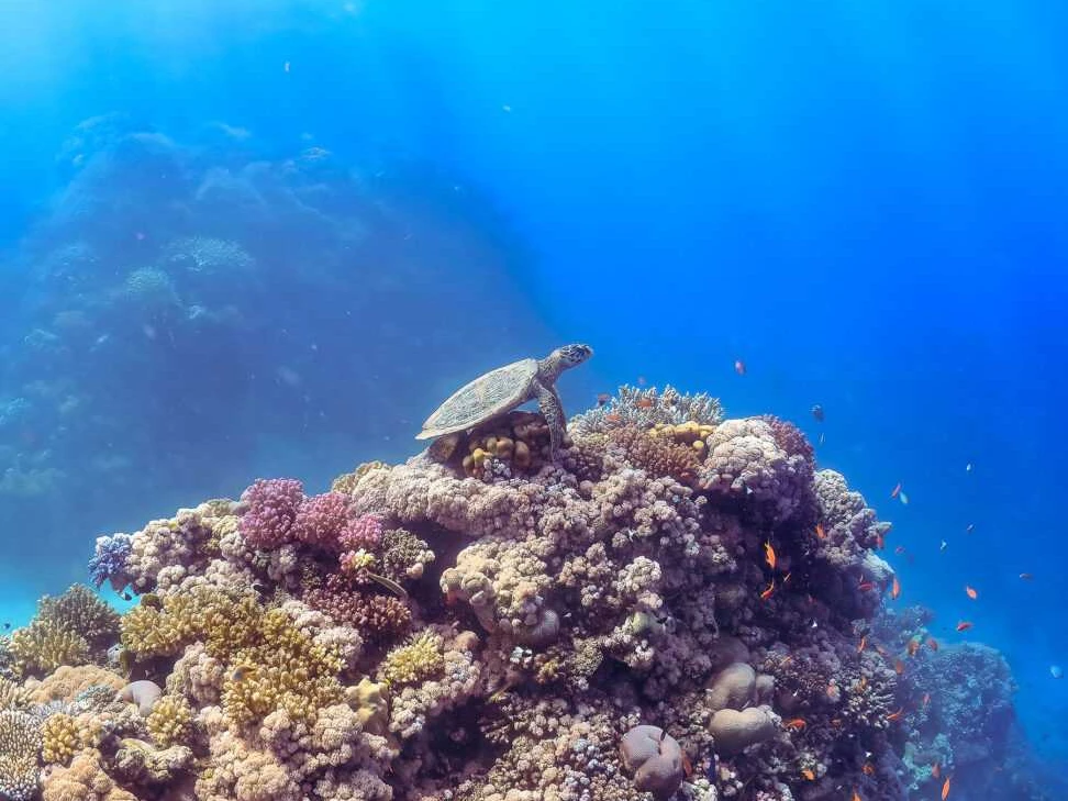 Ozeane Meeresschildkröte gleitet über farbenprächtiges Korallenriff im klaren blauen Ozeanlicht.