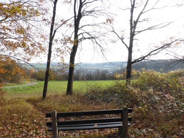 Blick vom Selsberg auf Beverungen Von einer Bank aus eröffnet sich ein weiter Blick durch drei Bäume hindurch runter auf Beverungen.