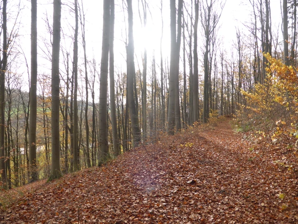 Herbstimpressionen auf dem Naturparktrail zwischen Wehrden und Blankenau Der Naturparktrail ist ein Wanderweg, der im Herbst tolle Blicke ins Wesertal bereithält.