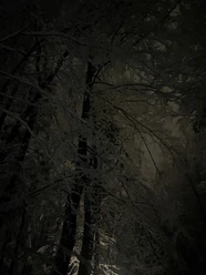 Wald im Dunklen mit Nebel_Markus Koch.jpg