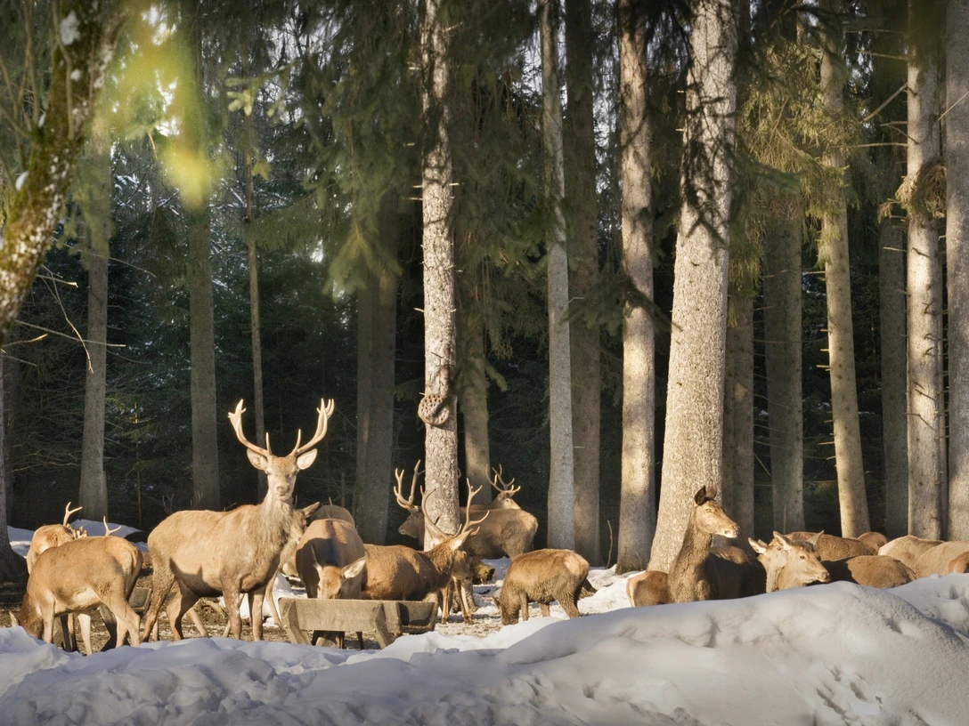 Wildfuetterung_ Tobias Gerber48.jpg