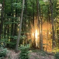 Sonnenaufgang im Wald Andrea_Bonauer.jpg