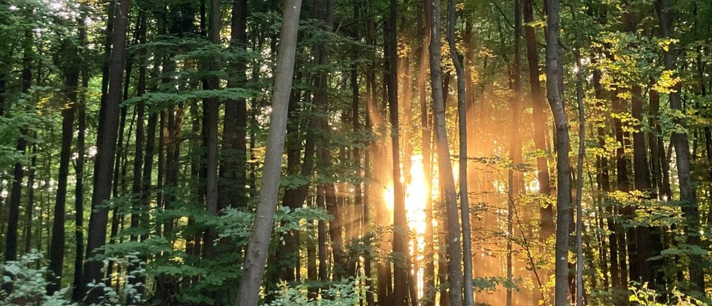 Sonnenaufgang im Wald Andrea_Bonauer.jpg
