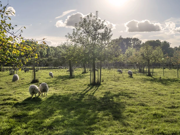 Hof an den Teichen, Streuobstwiese Hof an den Teichen, Streuobstwiese