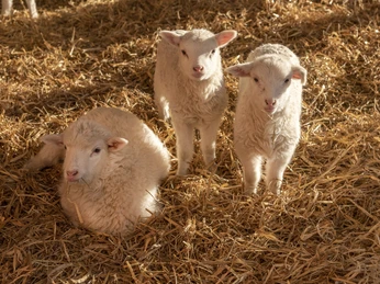 Hof an den Teichen, Lämmer Hof an den Teichen, Lämmer