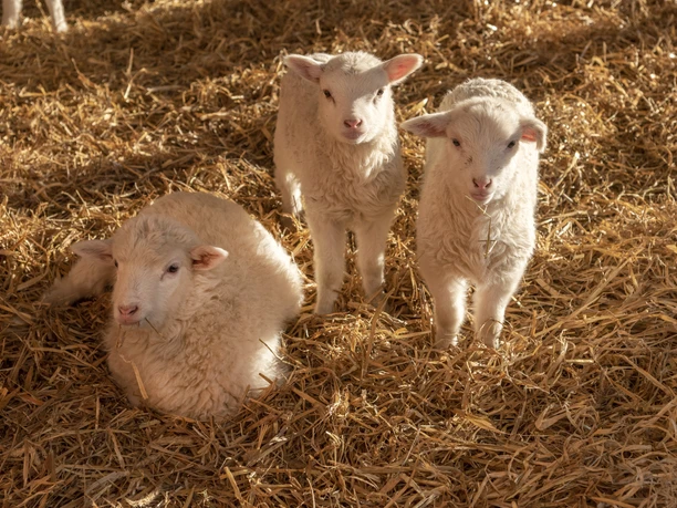 Hof an den Teichen, Lämmer Hof an den Teichen, Lämmer