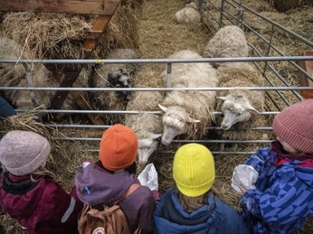 Hof an den Teichen, Schafe füttern Hof an den Teichen, Schafe füttern