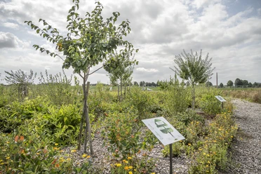 Hof an den Teichen, Waldgarten Hof an den Teichen, Waldgarten