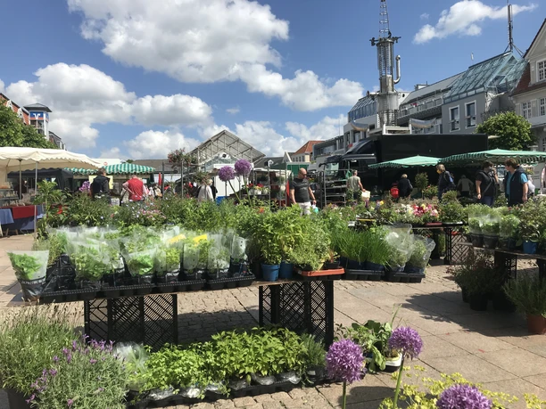 Wochenmarkt in Aurich Pflanzenmeer Wochenmarkt in Aurich Pflanzenmeer