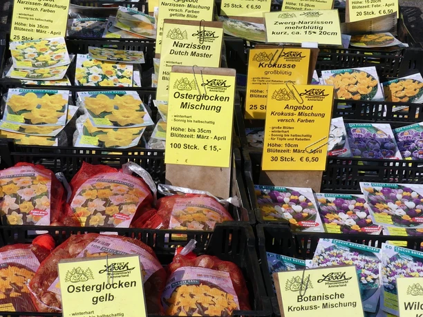Wochenmarkt in Aurich Frühblüher Wochenmarkt in Aurich Frühblüher