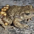 Glögglifrosch