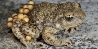 Glögglifrosch