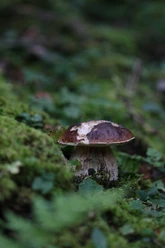 Steinpilz3
