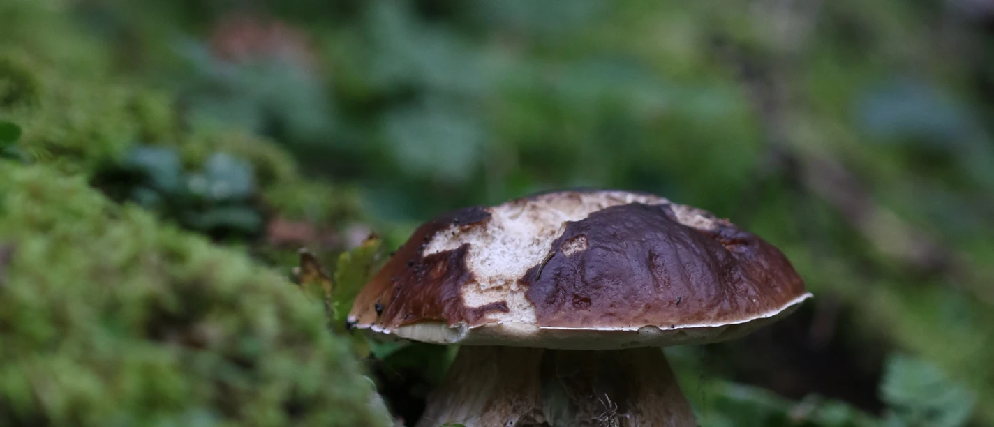 Steinpilz3